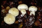 Cortinarius albofragrans image