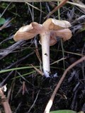 Entoloma excentricum image