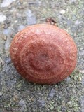 Lactarius quietus var. incanus image