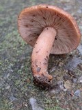 Lactarius quietus image