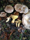 Suillus lakei image