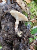 Armillaria gallica image