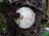 Armillaria gallica image