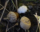 Lycoperdon curtisii image