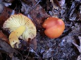 Hygrocybe acutoconica image