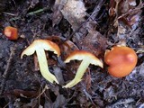 Hygrocybe acutoconica image
