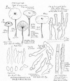 Xeromphalina cauticinalis image