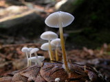 Strobilurus trullisatus image