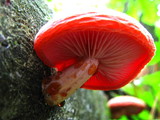 Rhodotus palmatus image