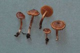 Cortinarius rufostriatus image