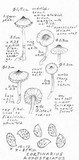 Cortinarius rufostriatus image