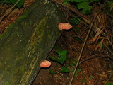 Rhodotus palmatus image
