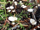 Collybia cookei image