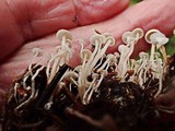 Collybia cookei image