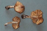 Inocybe rimosa image