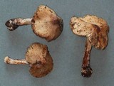Inocybe rimosa image