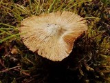 Inocybe rimosa image