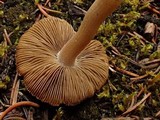 Inocybe rimosa image