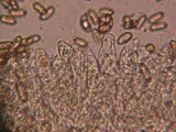 Inocybe rimosa image