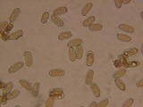 Inocybe rimosa image