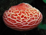 Rhodotus palmatus image