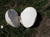 Calvatia pachyderma image
