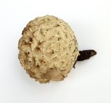 Calbovista subsculpta image
