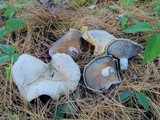 Lactarius chelidonium image