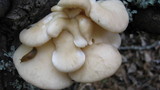 Pleurotus populinus image