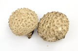 Calbovista subsculpta image