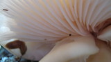 Pleurotus populinus image