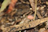Cookeina tricholoma image