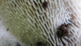 Trametes gibbosa image