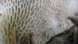 Trametes gibbosa image