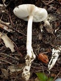 Amanita sect. Vaginatae image