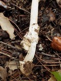 Amanita sect. Vaginatae image