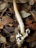 Amanita sect. Vaginatae image
