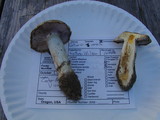 Cortinarius varius image