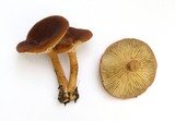 Clitocybe squamulosa image
