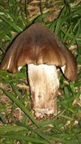 Image of Termitomyces sagittiformis