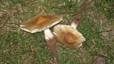 Termitomyces umkowaan image