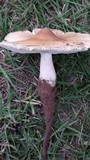Termitomyces umkowaan image