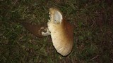 Termitomyces umkowaan image
