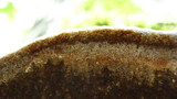 Phellinus tremulae image