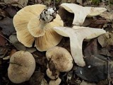 Lactarius azonites image