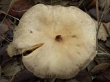 Lactarius azonites image
