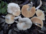 Lactarius ruginosus image