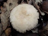 Lactarius ruginosus image