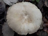 Lactarius ruginosus image