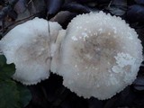 Lactarius ruginosus image